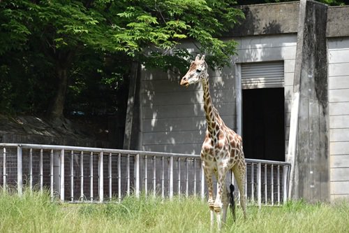 イベント「キリンの目線に近付こう」の画像3