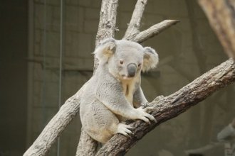 イベント「世界コアラの日 特別アニマルトーク」のサムネイル画像