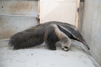 イベント「【※雨天のため日程変更になりました】世界アリクイの日 特別アニマルトーク」のサムネイル画像