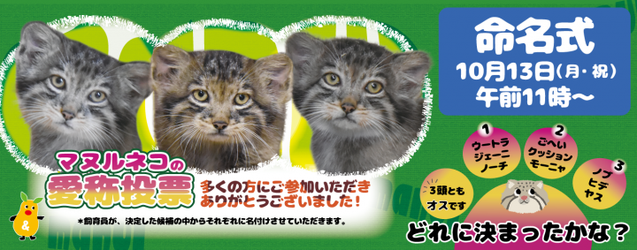 イベント「マヌルネコの仔３頭の命名式」の画像3
