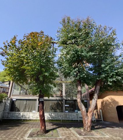 イベント「植物相談員によるボタニカルツアー」の画像3