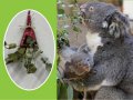 「乾燥ユーカリでブーケをつくろう」ワークショップ
