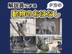 イベント「解説員による動物のおはなし（夕方）」のサムネイル画像