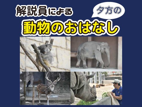イベント「解説員による動物のおはなし（夕方）」の画像3