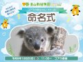 コアラの赤ちゃん　命名式