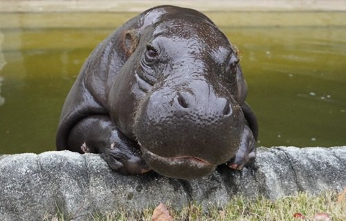 アフリカの動物
