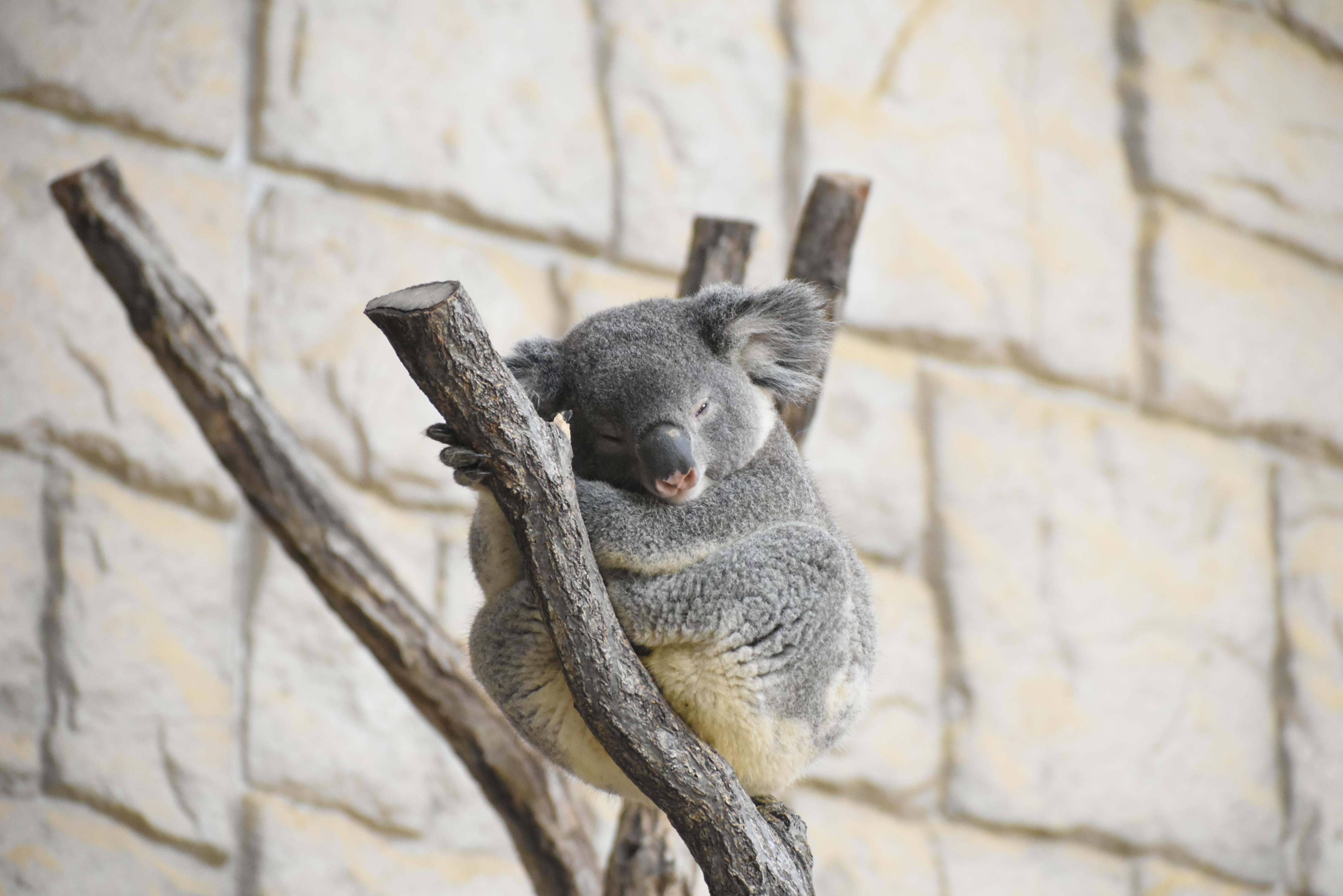 動物たちの睡眠