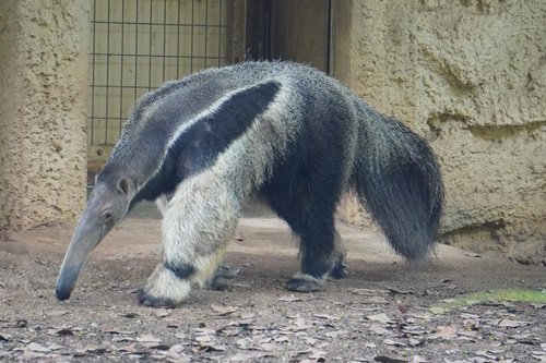 アメリカ大陸の動物たち