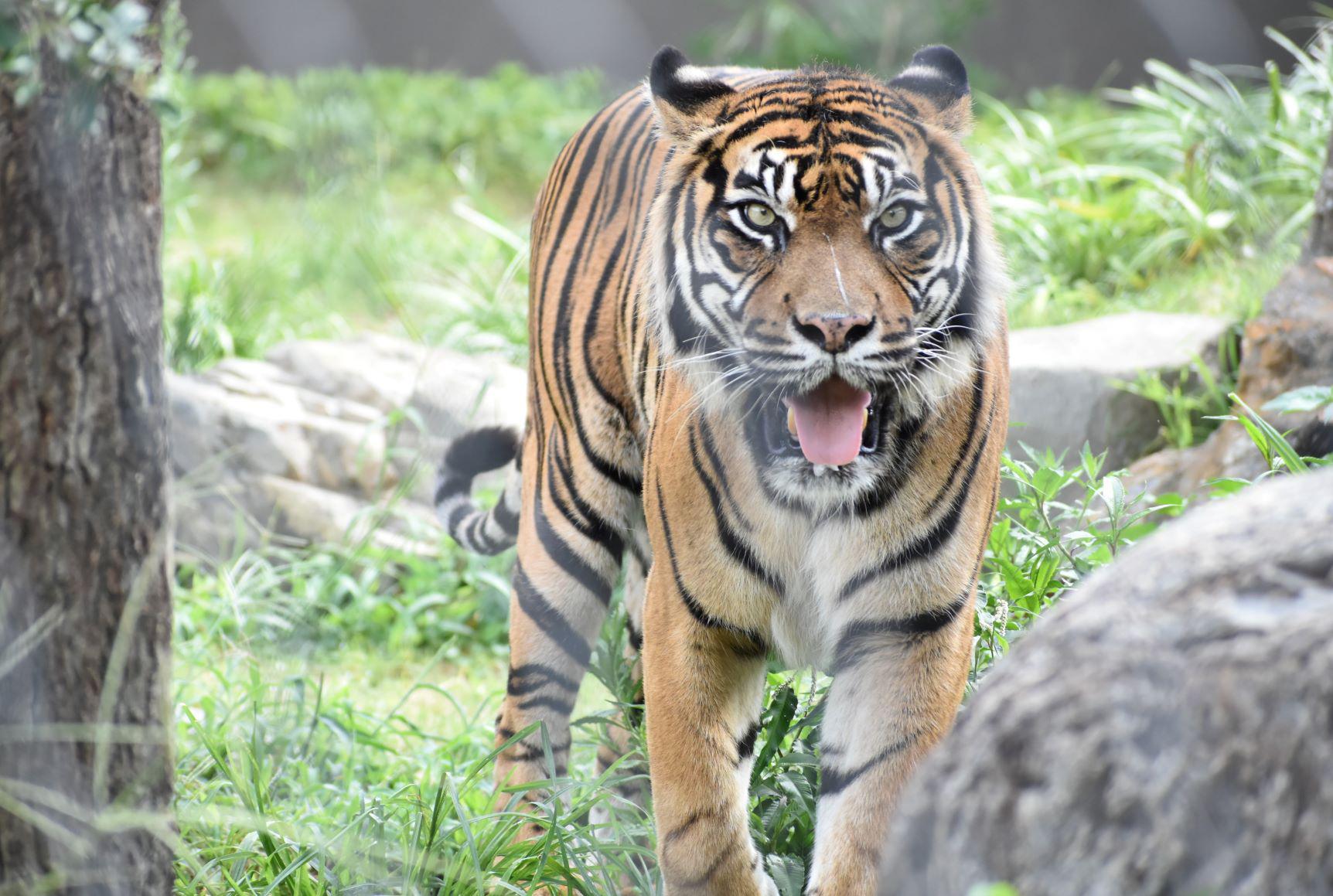 絶滅危惧種の動物