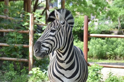 しましまの動物～シマウマなど～