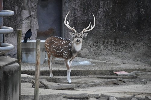 解説員による動物レクチャーツアー｜環境教育｜東山動植物園