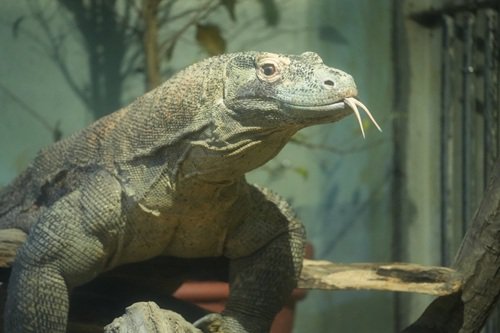 インドネシアの動物　～コモドオオトカゲなど～