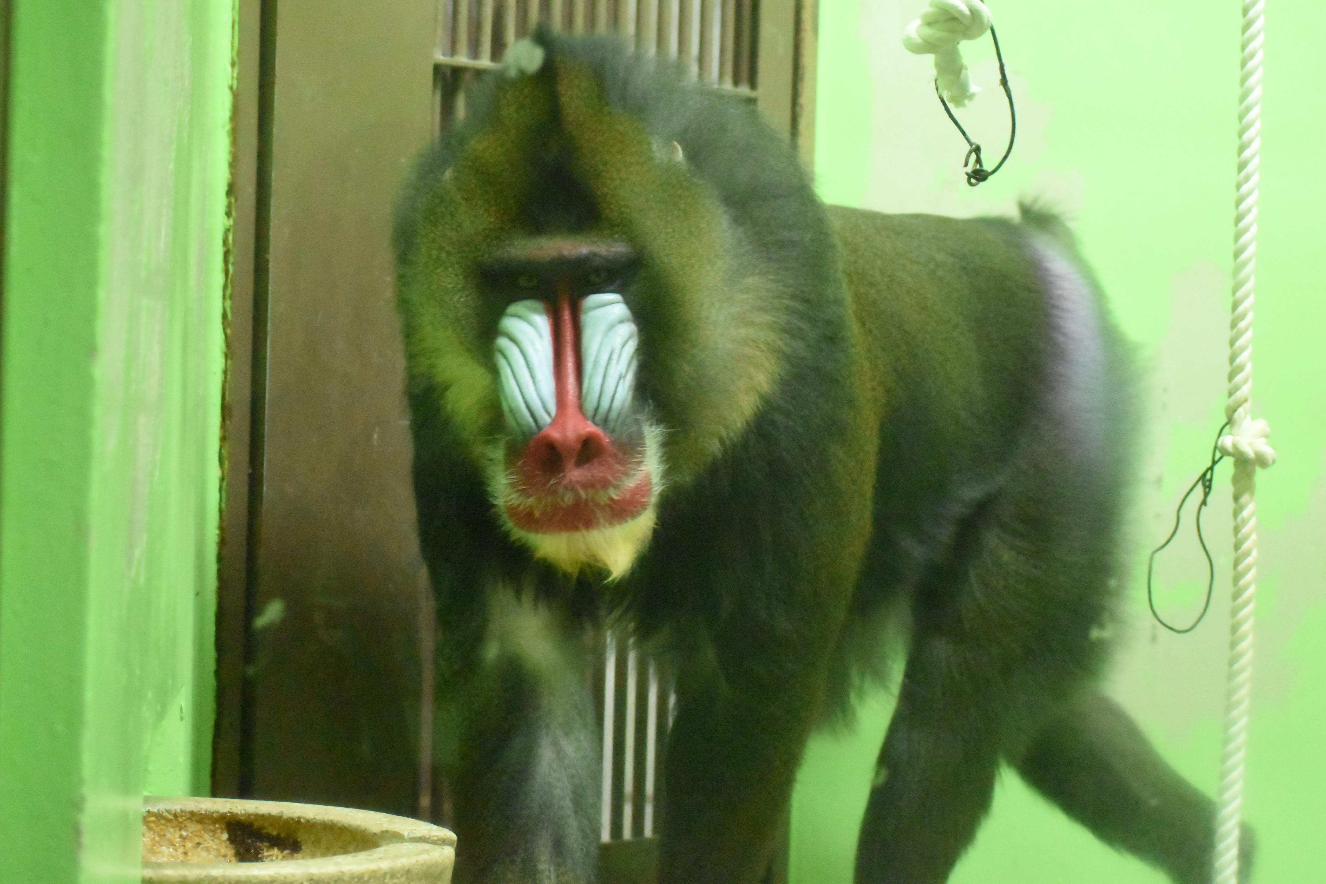 サルのいろいろ
