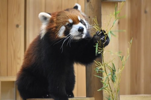アジアの動物
