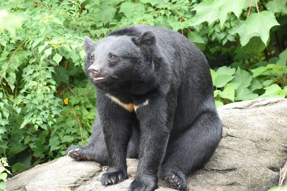 クマのいろいろ