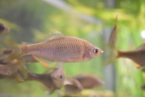 日本の淡水魚