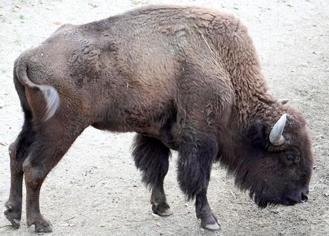 北アメリカ大陸の動物たち