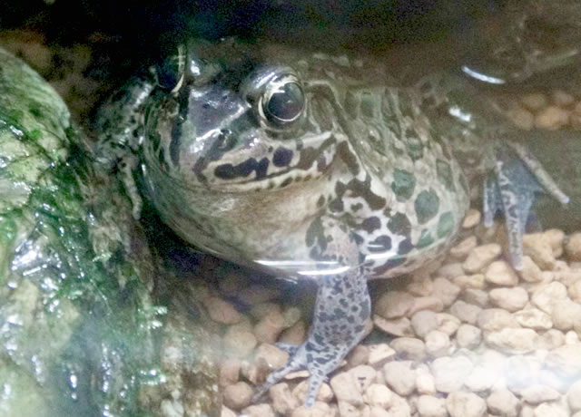 解説員による動物レクチャーツアー|環境教育|東山動植物園
