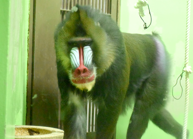解説員による動物レクチャーツアー 環境教育 東山動植物園