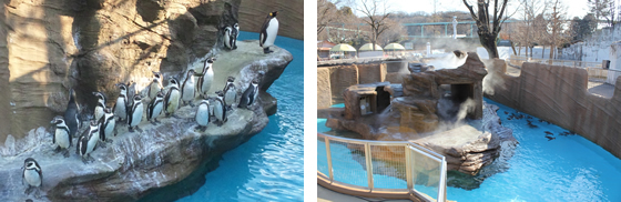 ペンギン舎（2012年2月リニューアルオープン）の写真1