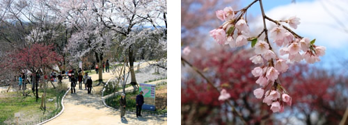 桜の回廊(2009年3月オープン)