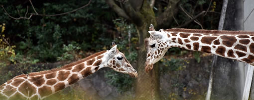 動物園ガイドサービスのイメージ写真