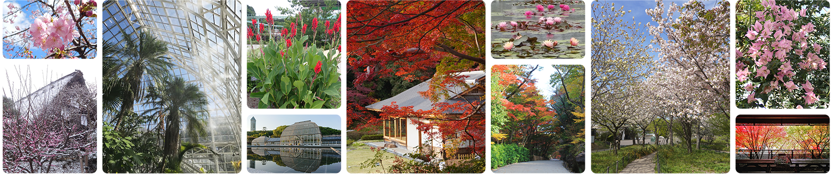 植物園のみどころを集めた、様々な草花と植物園施設をおさめた写真
