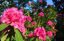 植物園の見どころ情報のイメージ画像