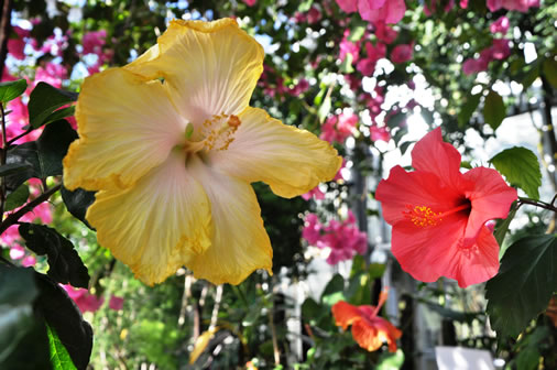 温室で栽培されている花の写真