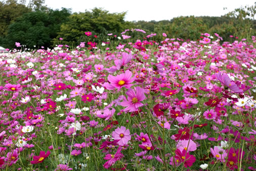 お花畑の様々な草花の写真2