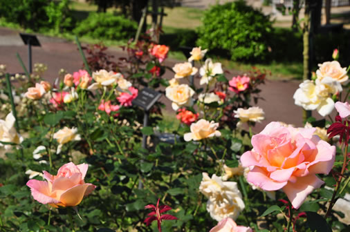 バラ園で栽培されているバラの写真1