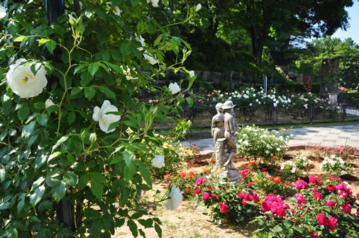 バラ園で栽培されているバラの写真2