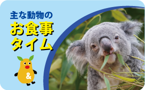 主な動物のお食事タイム