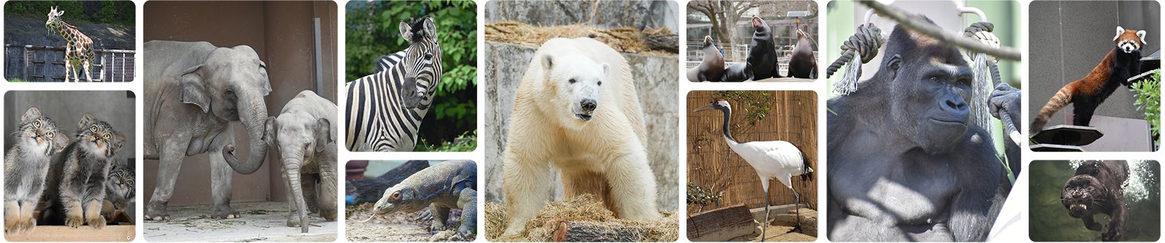 動物園のみどころを集めた、様々な動物と動物園施設をおさめた写真