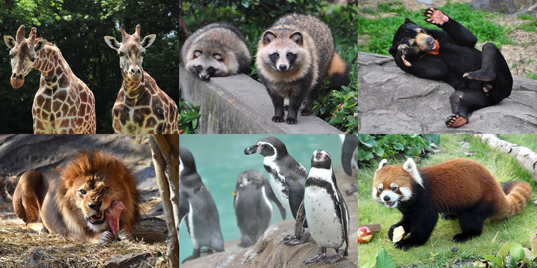 名古屋のママ活にオススメのデートスポット・東山動植物園の動物
