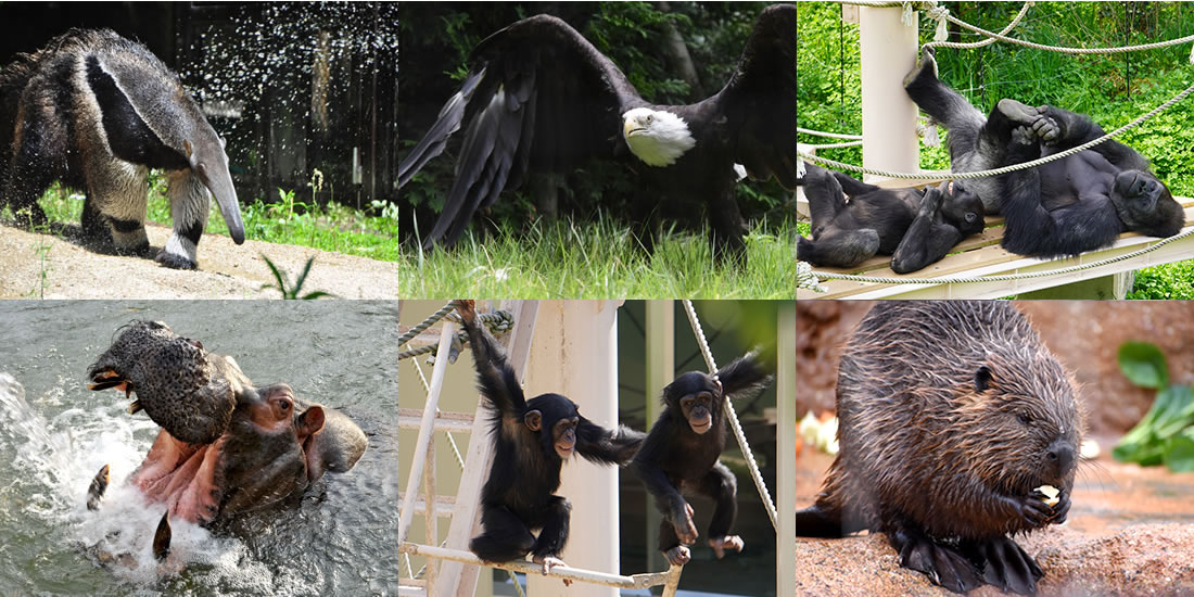 北園で飼育されている動物たちの写真