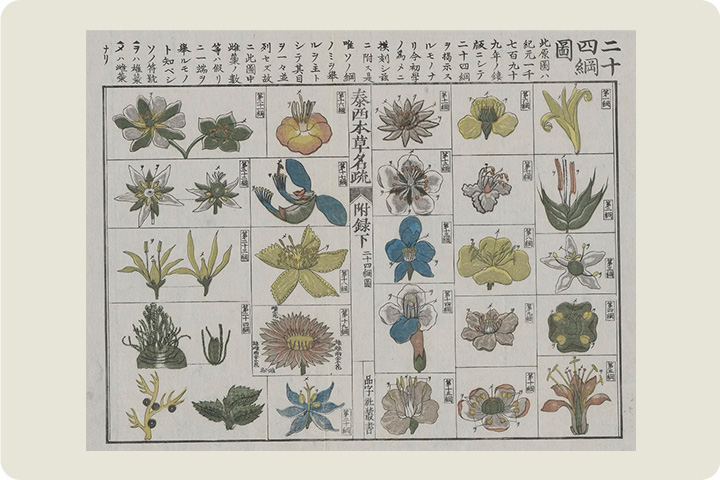 泰西本草名疏 付録 二十四綱図