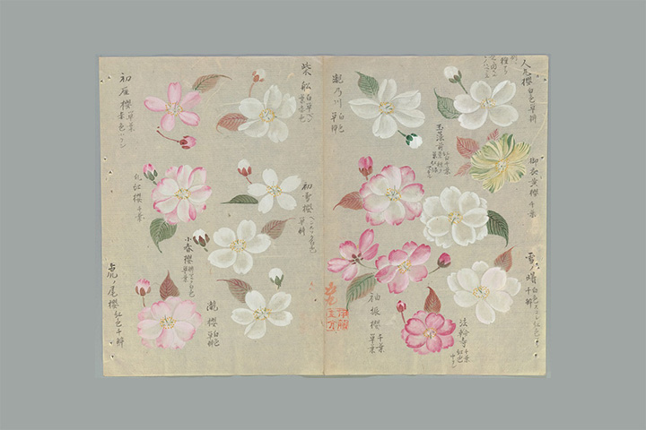 「錦窠植物図説　櫻譜（きんかしょくぶつずせつ　おうふ）」写真