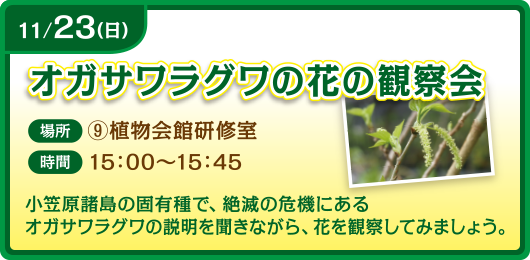 オガサワラグワの花の観察会