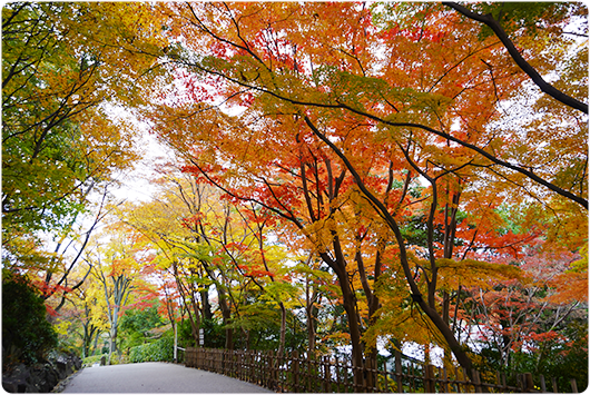 五色もみじの写真