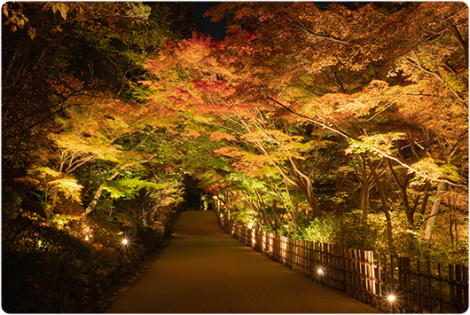 五色もみじの写真