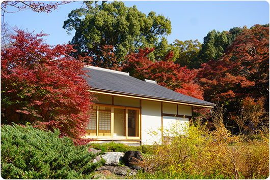 五色もみじの写真