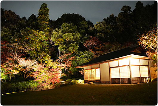 五色もみじの写真