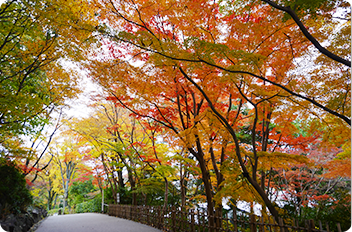 五色もみじの写真