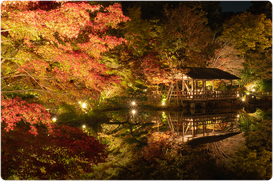 紅葉ライトアップのイメージ