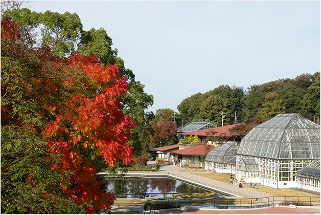 紅葉おすすめスポット 名古屋市東山動植物園 紅葉ライトアップ もみじ狩り