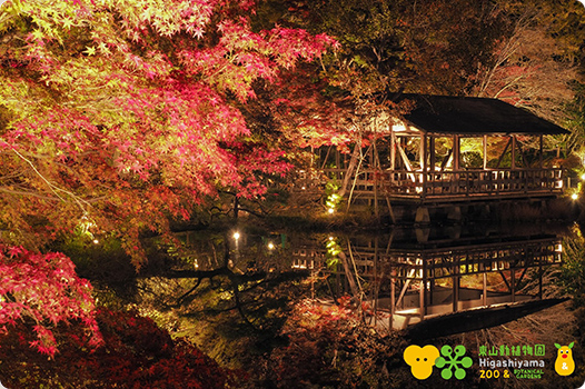名古屋市東山動植物園 紅葉ライトアップ もみじ狩り
