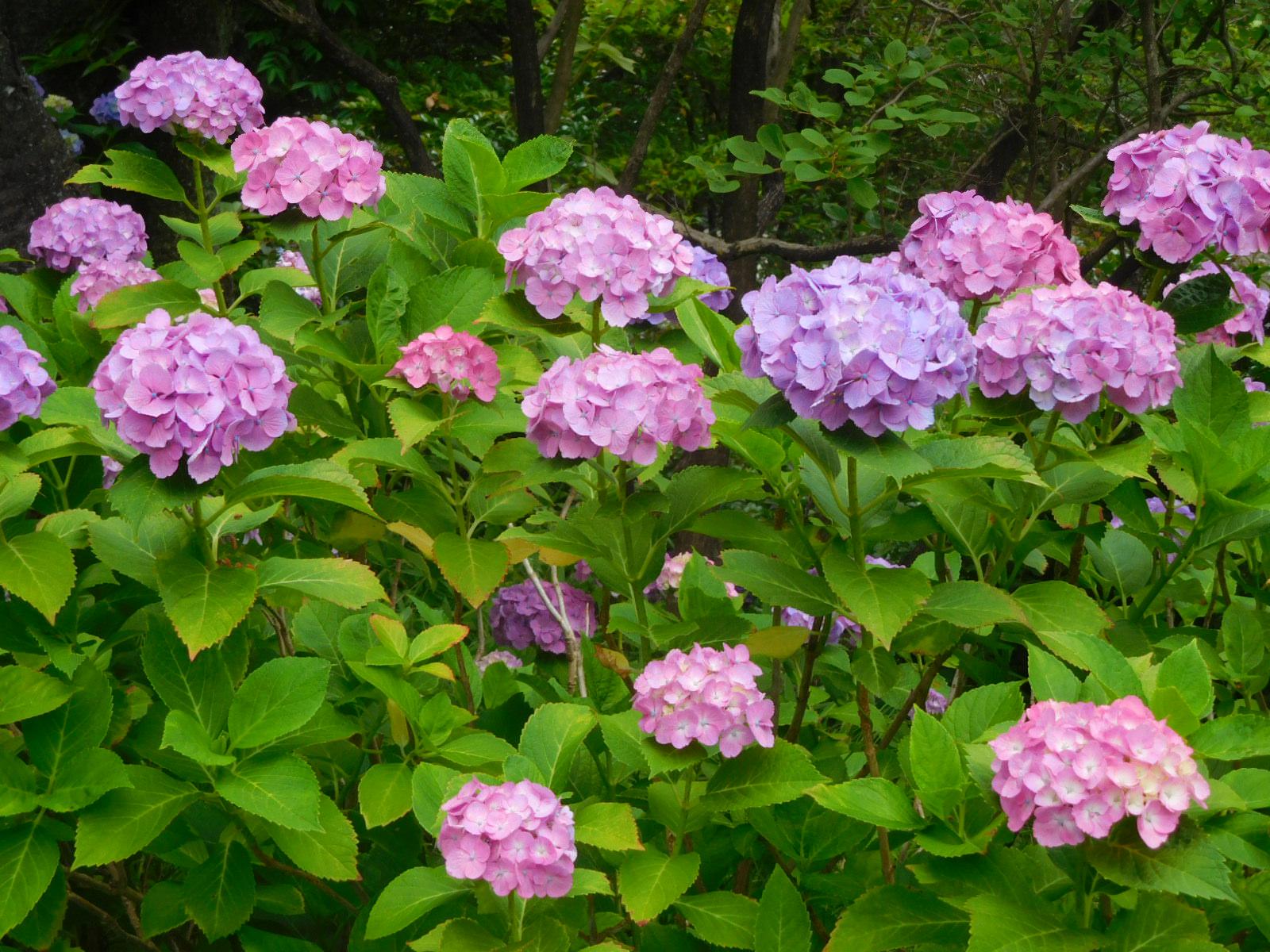 6月下旬の花マップ 新着のお知らせ 東山動植物園