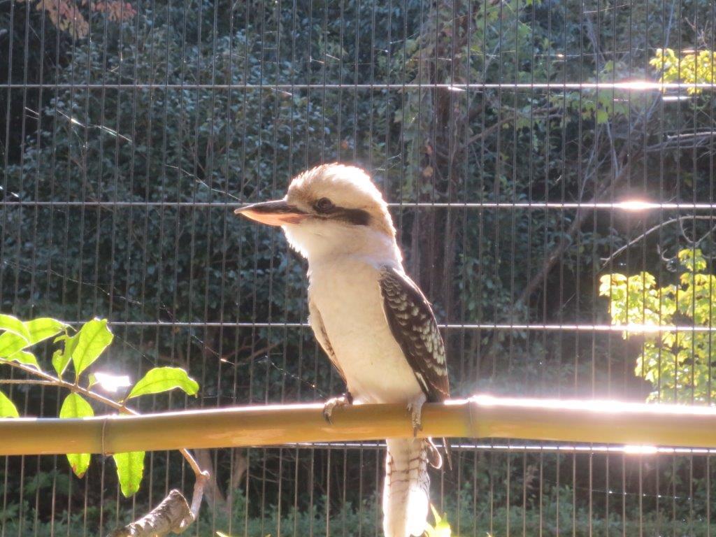 ワライカワセミが来園しました 新着のお知らせ 東山動植物園