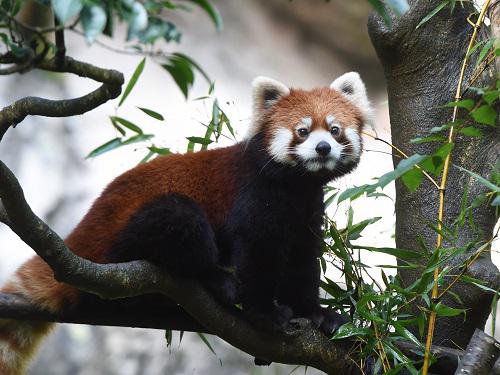 (HP用)提供（公財）東京動物園協会_201018_4949.jpg